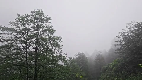 A picture a forest with. Stock-Footage 282793034