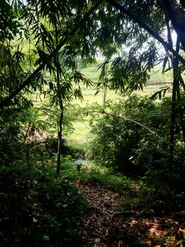 This is a picture in the forest. Stock Photos