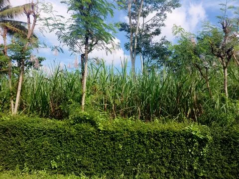 This is a picture in the forest. Stock Photos