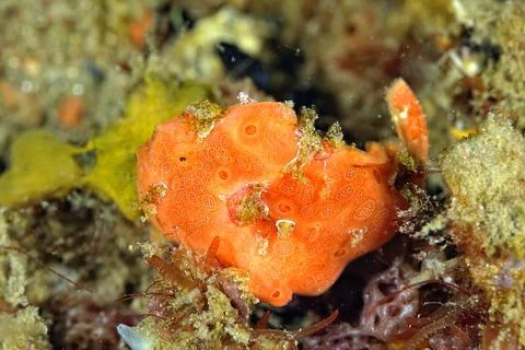A picture of a frog fish Stock Photos