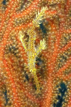 A picture of a ghost pipe fish Stock Photos