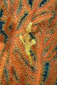 A picture of a ghost pipe fish Stock Photos
