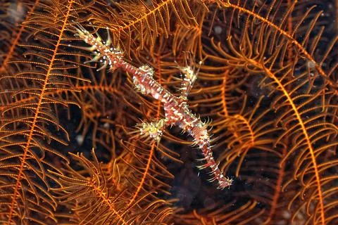 A picture of a ghost pipe fish Stock Photos