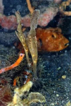 A picture of a ghost pipe fish Stock Photos