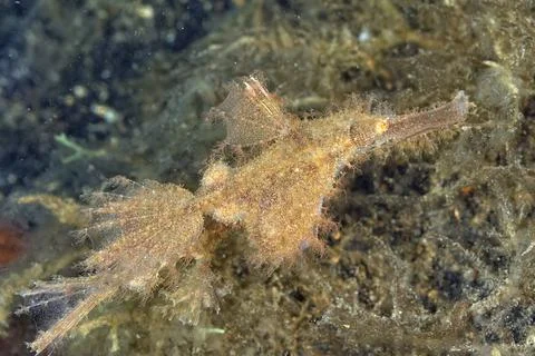 A picture of a ghost pipe fish Stock Photos