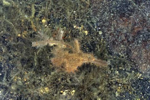 A picture of a ghost pipe fish Stock Photos
