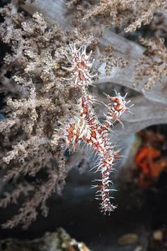 A picture of a ghost pipe fish Stock Photos