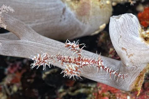A picture of a ghost pipe fish Foto stock