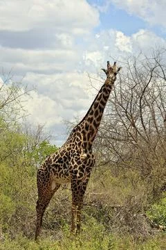 A picture of a giraffe Stock Photos