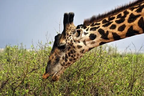 A picture of a giraffe Stock Photos