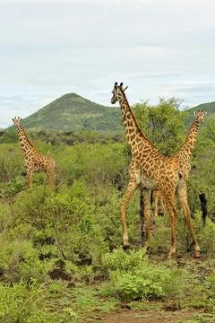 A picture of a giraffe Stock Photos