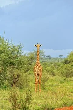 A picture of a giraffe Stock Photos