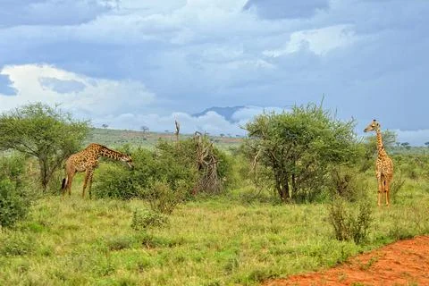 A picture of a giraffe Stock Photos