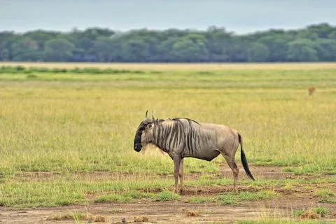 A picture of a Gnu Stock Photos