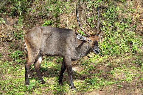 A picture of a Gnu Stock Photos