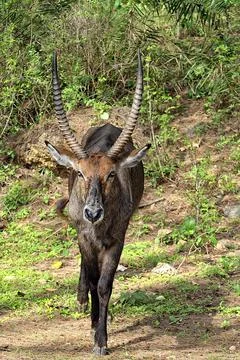 A picture of a Gnu Stock Photos