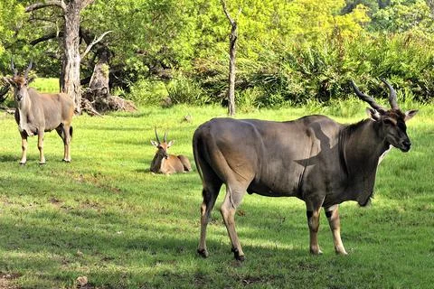A picture of a Gnu Stock Photos