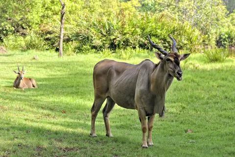 A picture of a Gnu Stock Photos