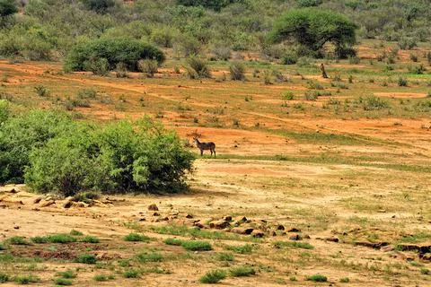 A picture of a Gnu Foto stock