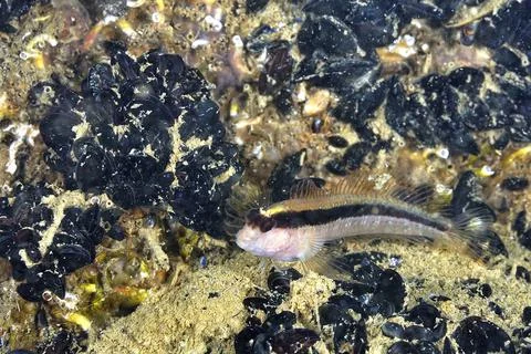 A picture of a goby Stock Photos