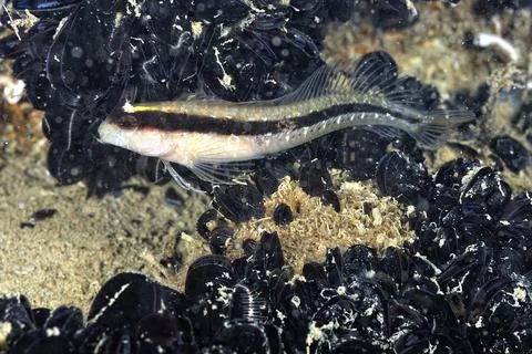 A picture of a goby Stock Photos