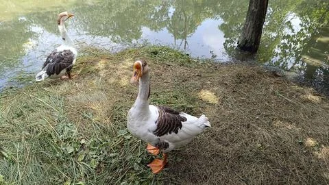A picture of goose ducks with selective focus 스톡 사진