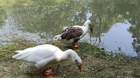 A picture of goose ducks with selective focus 스톡 사진