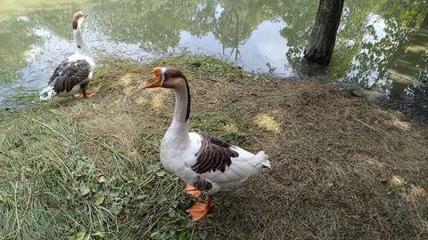A picture of goose ducks with selective focus 스톡 사진