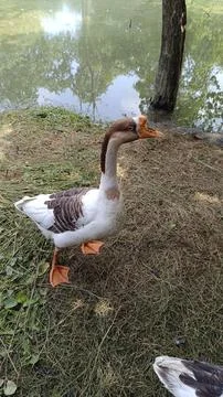 A picture of goose ducks with selective focus 스톡 사진
