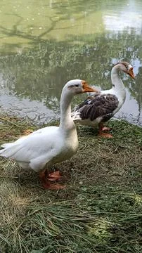 A picture of goose ducks with selective focus 스톡 사진
