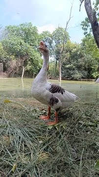 A picture of goose ducks with selective focus 스톡 사진