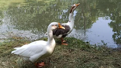 A picture of goose ducks with selective focus 스톡 사진