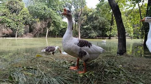 A picture of goose ducks with selective focus 스톡 사진