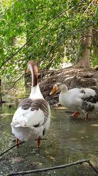 A picture of goose ducks with selective focus 스톡 사진