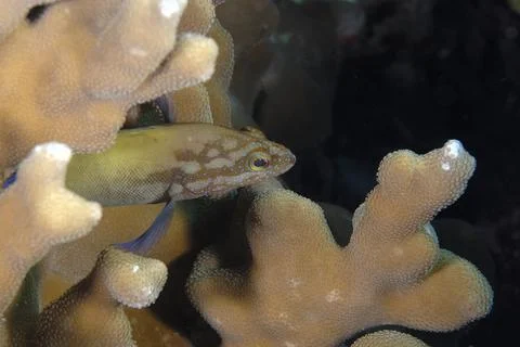 A picture of an hawk fish Stock Photos