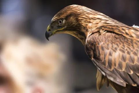 A picture of an hawk Stock Photos