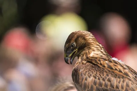 A picture of an hawk Stock Photos