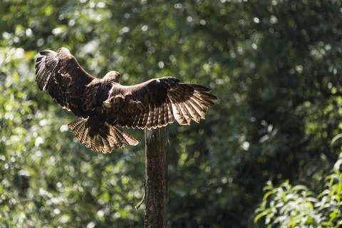 A picture of an hawk Stock Photos