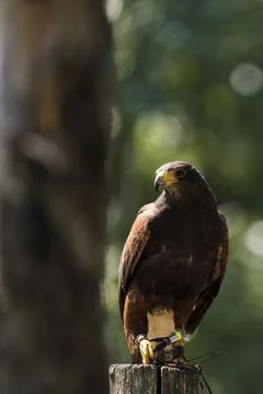 A picture of an hawk Stock Photos