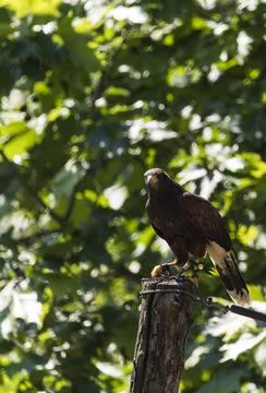 A picture of an hawk Stock Photos