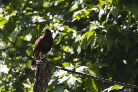 A picture of an hawk Stock Photos