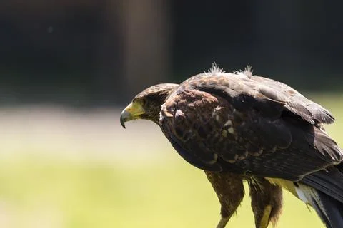 A picture of an hawk Stock Photos