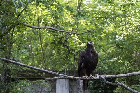 A picture of an hawk Stock Photos