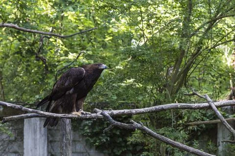 A picture of an hawk Stock Photos