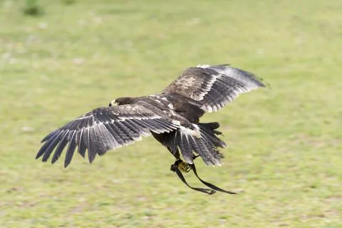 A picture of an hawk Stock Photos