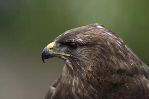 A picture of an hawk Stock Photos
