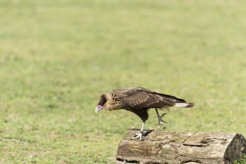 A picture of an hawk Stock Photos