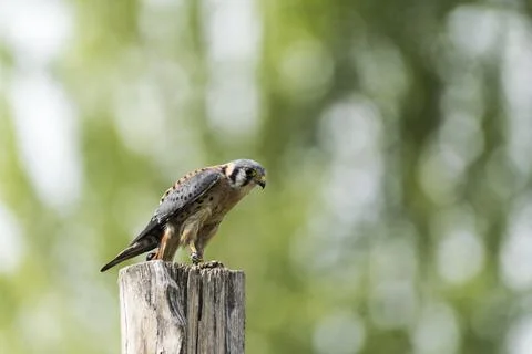 A picture of an hawk Stock Photos