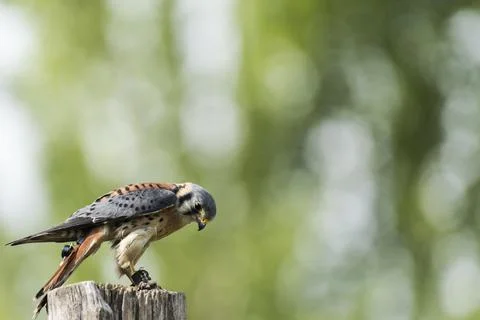 A picture of an hawk Stock Photos