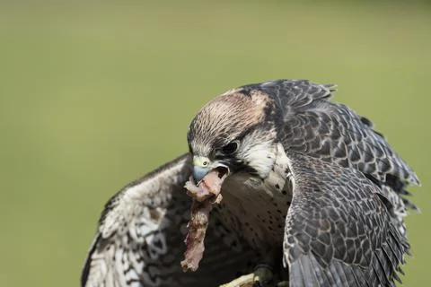 A picture of an hawk Stock Photos